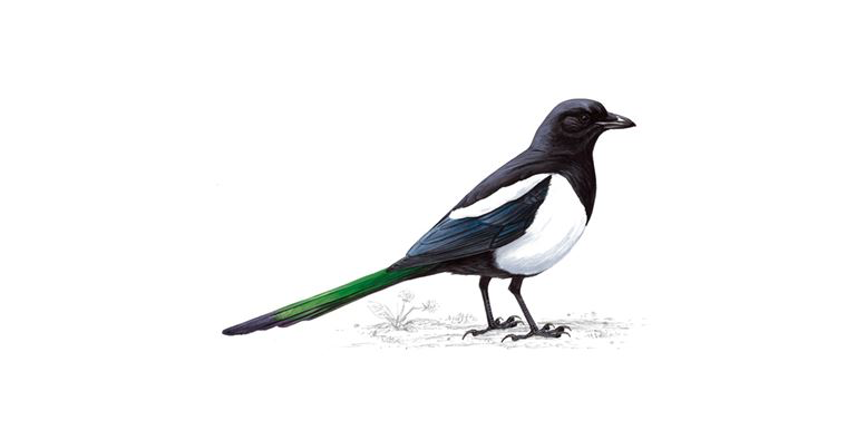 The Eurasian magpie (Pica pica)